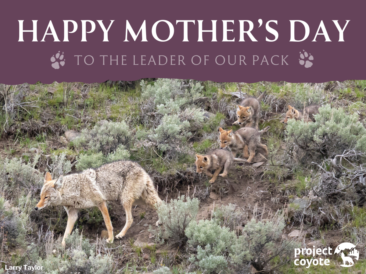 Wild Carnivore eCard Advocacy Example